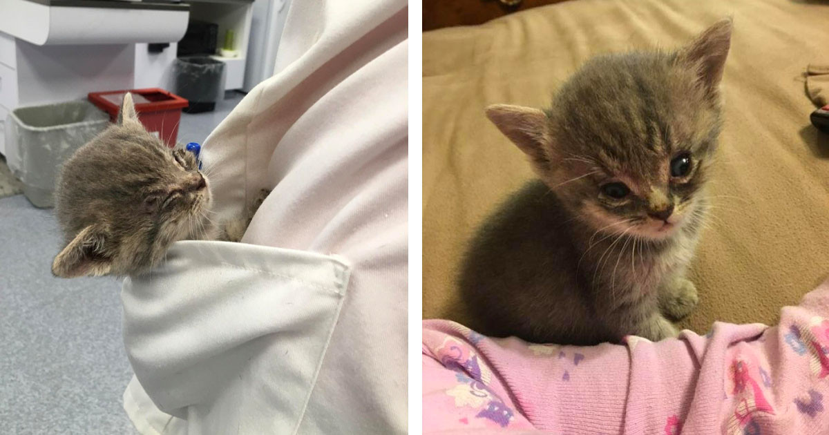 Kitten With Rare Condition Won't Stop Purring After Being Rescued And