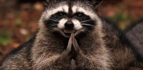 Brian says that they never leave food out overnight, but that doesn't stop one visitor in partiular: raccoons.