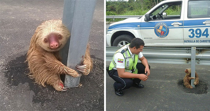 3. Ecuadorian police officers rescue sloth in the middle of a highway