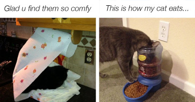 These Posts Show Cats Do Whatever They Want, Whenever They Want