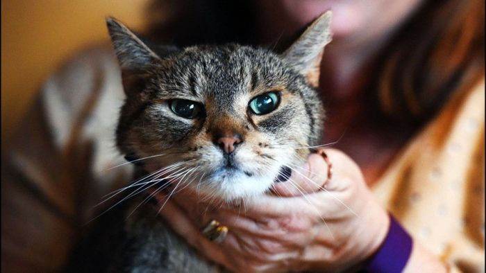 Close view of the cat and owner smiling, celebrating their homecoming.