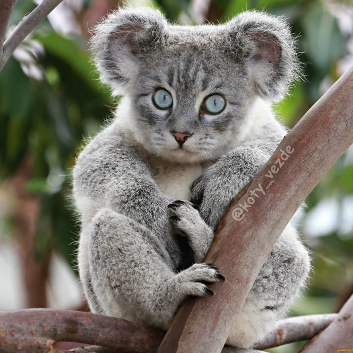 #2 Kitty Koala
