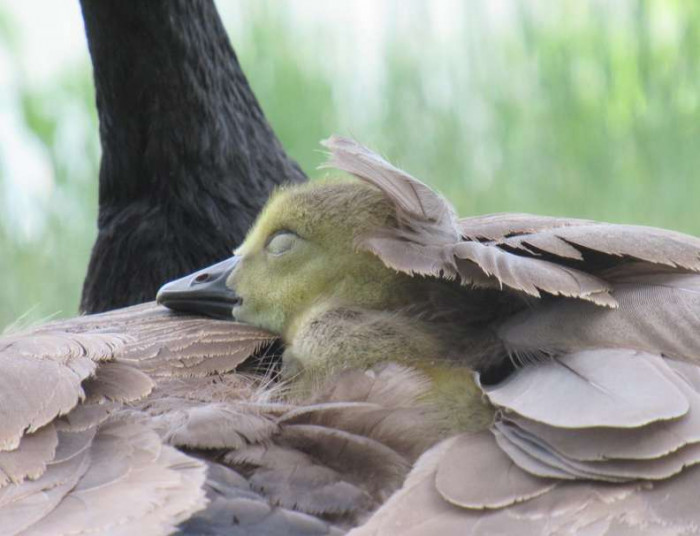 “They’re so cute when they’re little — like little tennis balls with legs,” Mike said. “So I started taking pictures of the goslings while I was waiting for the beavers to come around.”