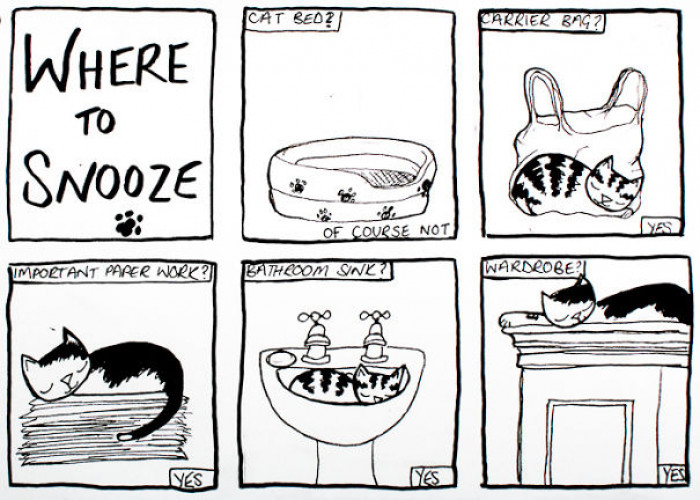 #38 Where To Snooze: A Guide For Cats