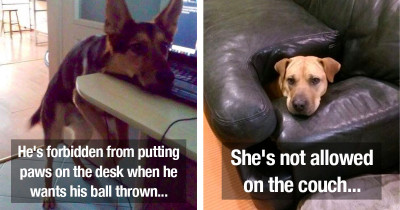 Clever Dogs Who Managed To Outsmart Their Humans By Finding Loopholes In Their Rules, And It's The Best Thing Ever