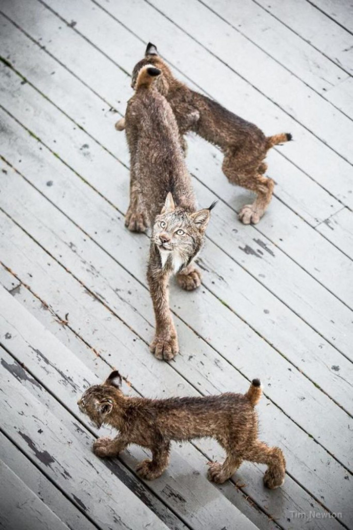 The mama lynx and the kittens are checking out the deck.