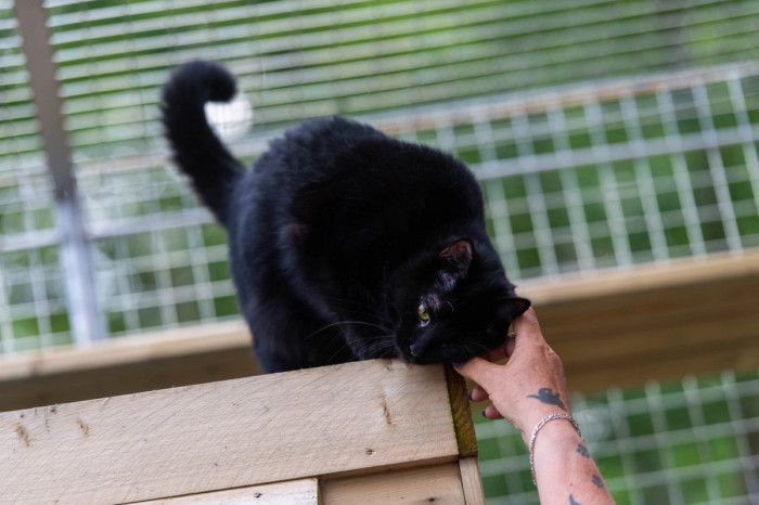 Signage and complaints posted near the cat enclosure, highlighting backlash