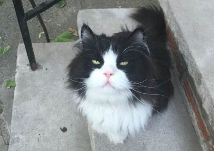 Cat on stoop doorway, alert posture suggesting daily neighborhood guarding