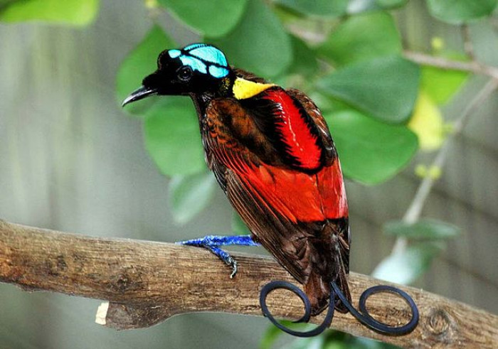 Wilson’s Bird of Paradise is native to Indonesia. You can find this gorgeous bird through the hill and lowland rainforest regions of Waigeo and Batanta Islands off West Papua.