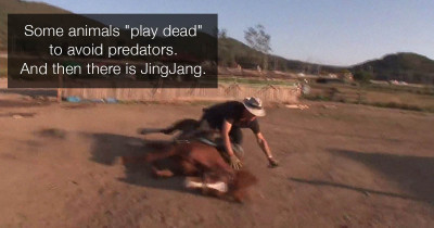 This Overly-Dramatic Horse Pretends To Be Dead Whenever Anyone Tries To Ride Him