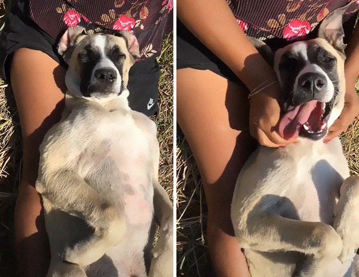 Toby likes running in fields, being cuddled, and loved by his family