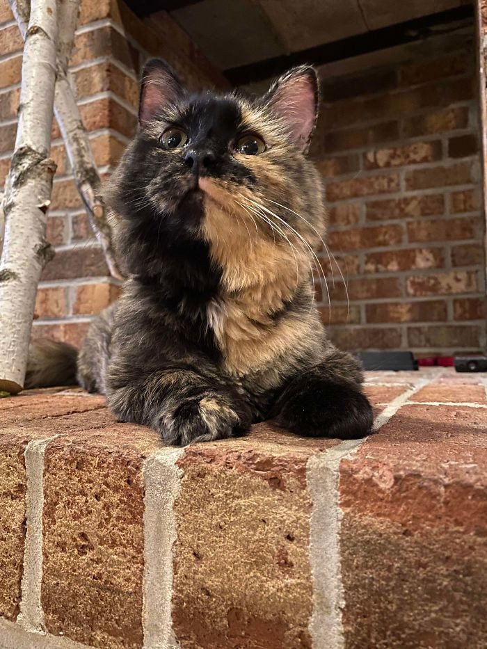 18. "Meet Our Witchy Girl Wynne! We’re So Glad She Chose Us To Be Her Forever Home"