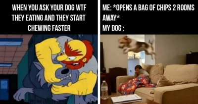 10+ Dog Photos You Will Totally Relate To If You're a Dog Lover