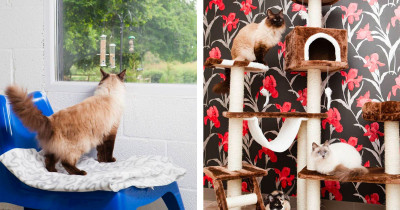 Cats Don't Have to Worry Because This UK-Based Luxury Cat Hotel Is Letting Cats Stay Free If Their Owners Get COVID-19