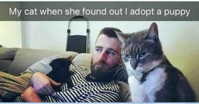 Hilarious Photos Of Cats Who Are Less Than Pleased With The Doggos In Their Lives
