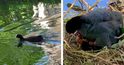 Wild Bird Building A Nest Gladly Accepts Help From Kind Humans