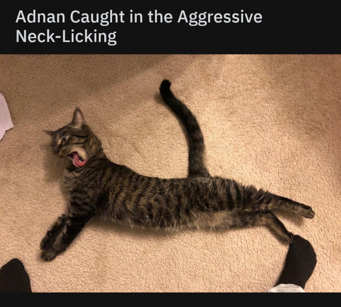 Cat sits upright, looking goofy and relaxed with plant-themed mishap context