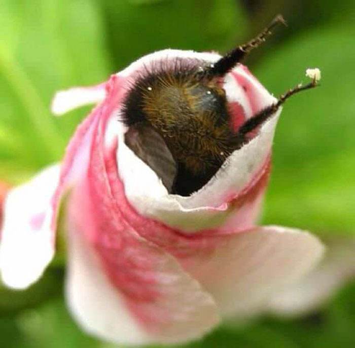 Enjoying the nectar a bit too much