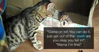 Bengal Mother Cat Caught Having a Conversation With Her Adorable Kitten