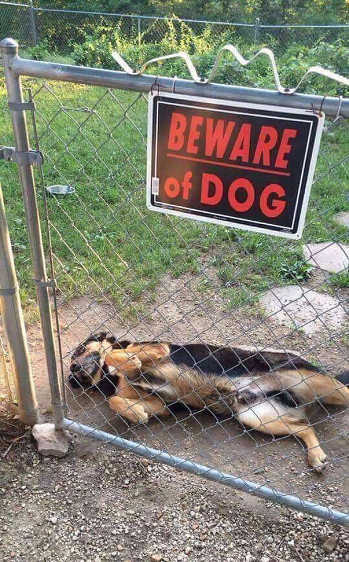 “Beware” sign with text, alongside a good boi dog facing camera.