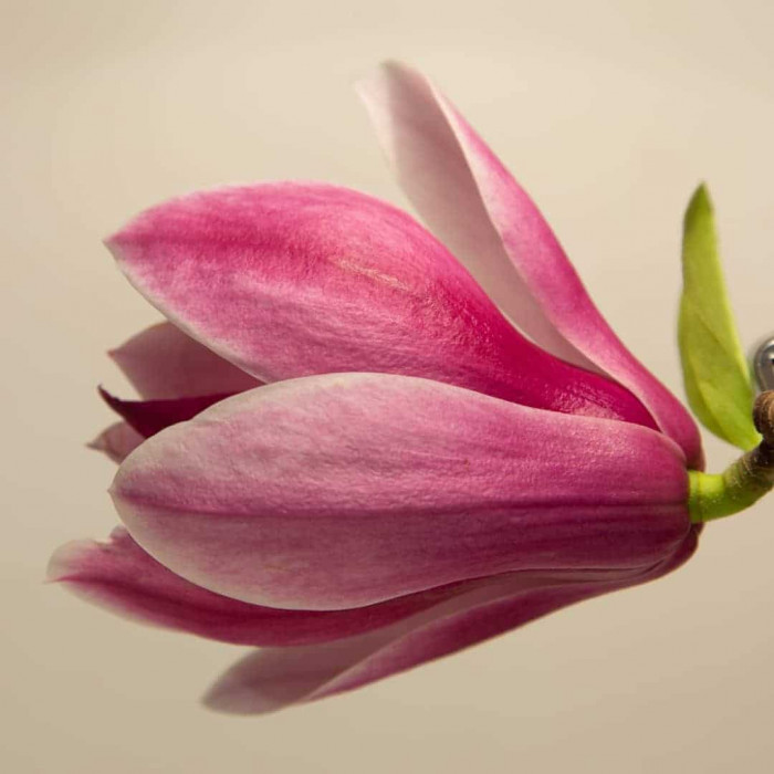 Magnolia flower used as an inspiration for pangolin