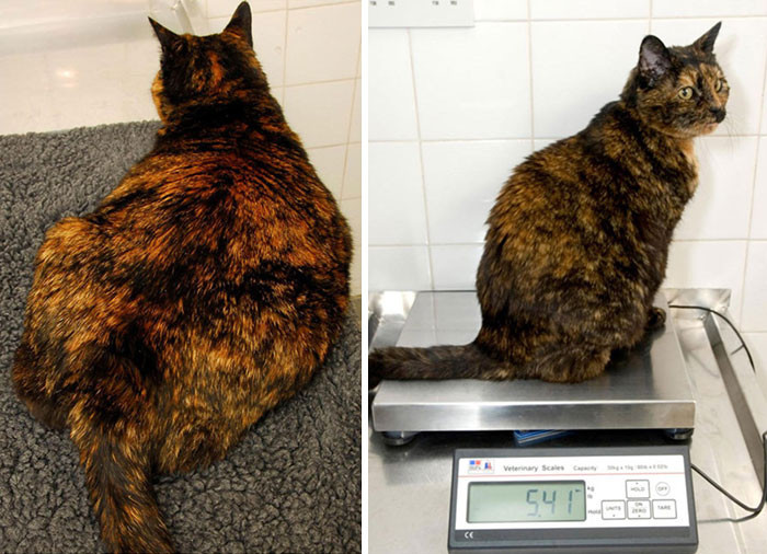 Cats That Used Be Mega Chonkers But Ended Up Losing All That Extra Weight 