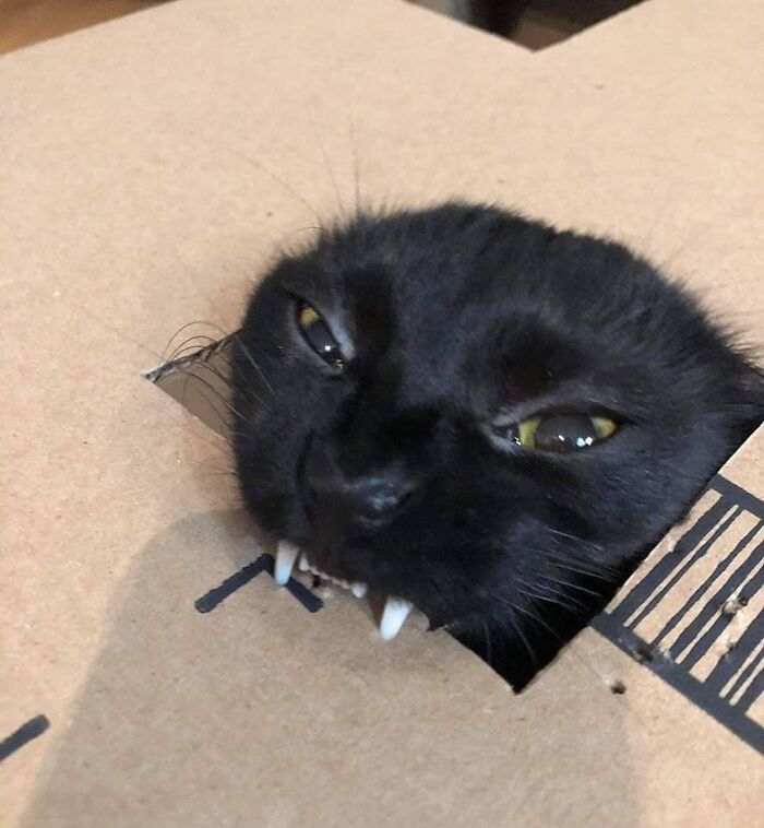 2. When you like boxes so much you have to eat them?