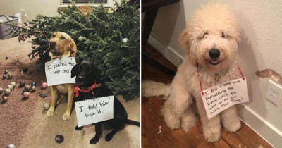 Dogs Who Are Guiltier Than Someone on Life With No Parole