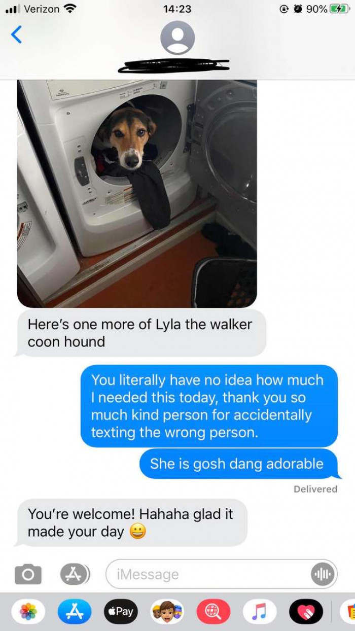 3. She's a Walker Coonhound who loves to help with the laundry.