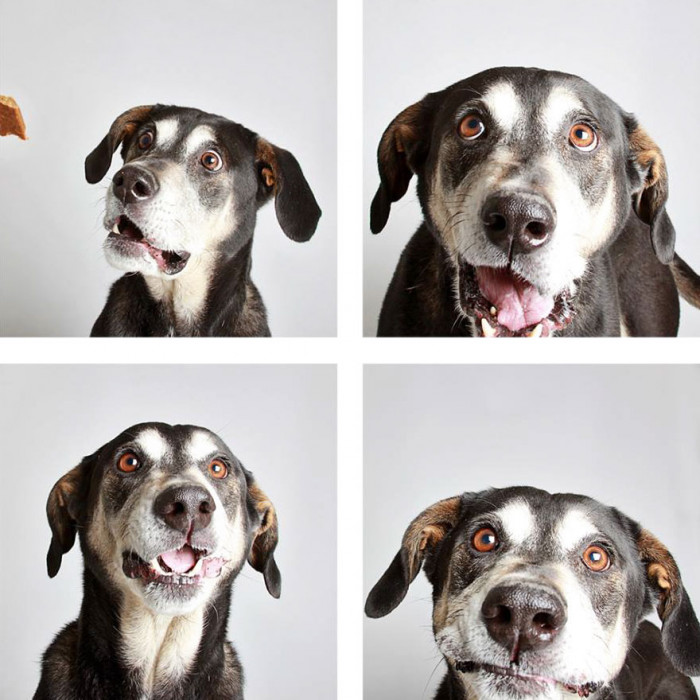 Shelter Sets Up Doggo Photobooth To Help Find Pups Their Forever Home