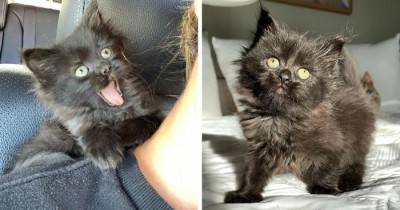 Black Kitten Curls Up On Her Rescuer's Shoulder After Being Found Alone On A Busy Road