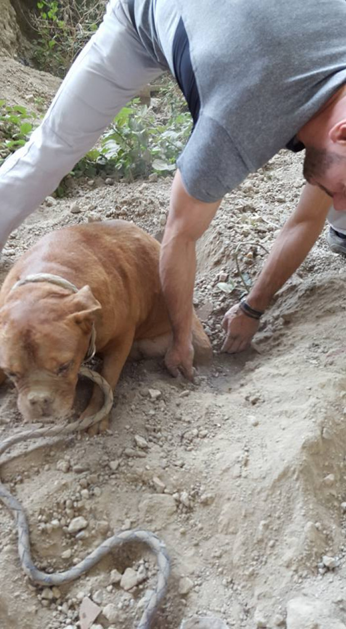 The rescue process was slow because the rescuer used his hands instead of a shovel, not wanting to hurt the dog.