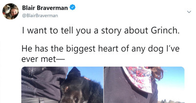 Woman Tells The Hilarious Story Of Her Sled Dog Who Is ‘Dumb As A Box Of Rocks’ But Also Has The Biggest Heart