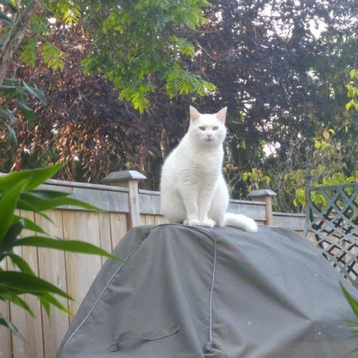 Neighbor’s cat standing near a porch entrance, curious and expectant