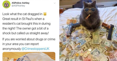 This Cat Proudly Brought Home A Bag Full Of Illicit Drugs