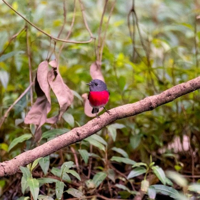 Se informa que la especie es localmente bastante común