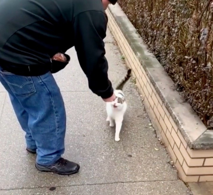 Stray Cat Begs Volunteers To Rescue Her And It's Seriously Precious