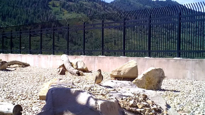 The bridge has made it safer for both animals and humans