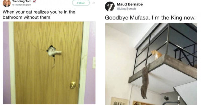 Hysterical Pet Memes That Will Make You Laugh Uncontrollably