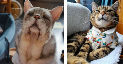 Two Adorable Cats With Ehlers-Danlos Syndrome Are Melting Hearts and Captivating Audiences on Social Media