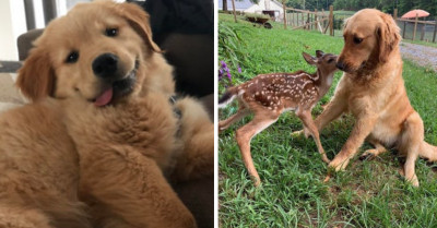 23 Cheeky Golden Retriever Posts Will Make You Understand Why They Are The Most Loveable Dogs