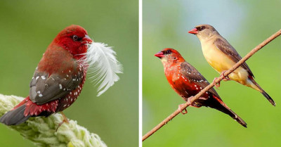 This Adorable, Colorful Bird Looks Just Like A Flying Strawberry