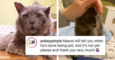 Battle-Scarred Cat Looks like a Tough Guy, But It’s Actually the Sweetest Cat Ever