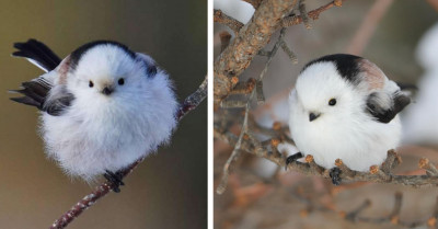 This Adorable, Little Bird Is Called The Shima-Enaga And It Looks Like A Fluffy Ball Of Cotton