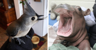 Something To Brighten Your Day, Courtesy Of These 20 Adorable Creatures