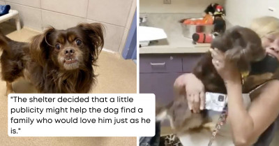 Missing Dog Reunites With His Family After Two Years Because They Saw Him On The News