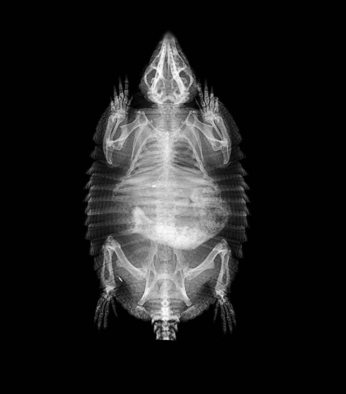 The x-ray of a large hairy armadillo.