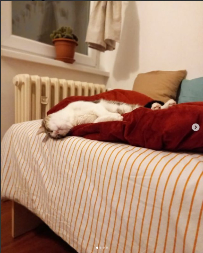 Gizmo just loves to sleep.