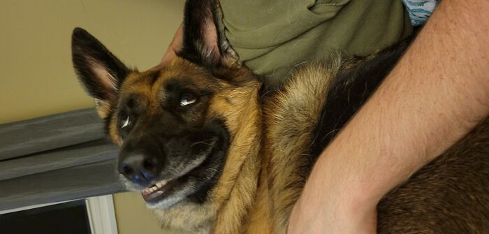 47. My doggo loves to cuddle