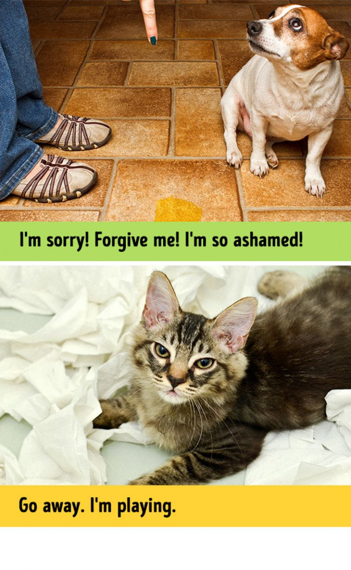 12 hilarious photos that reveal the similarities and differences between dogs and cats